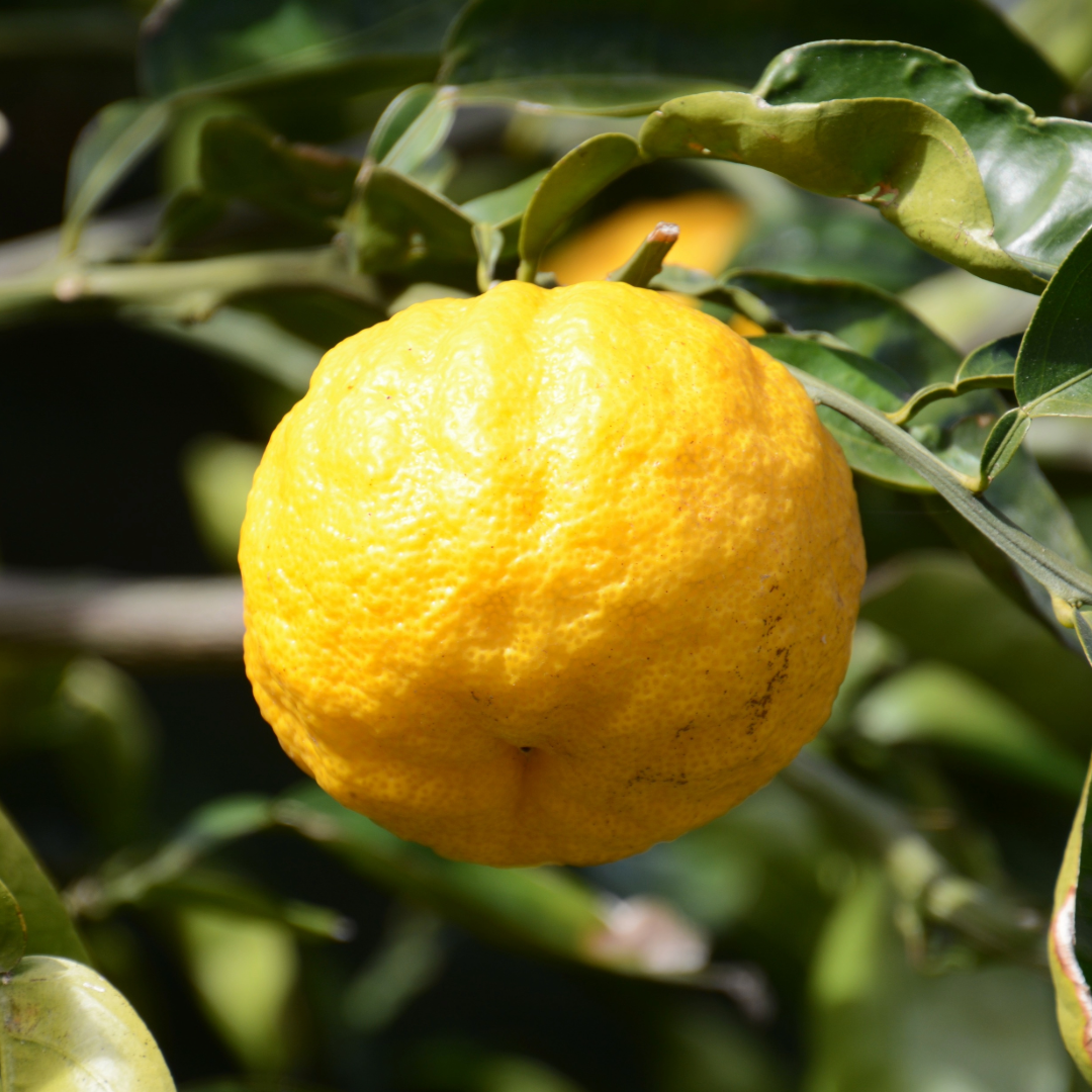 Yuzu Peel Oil
