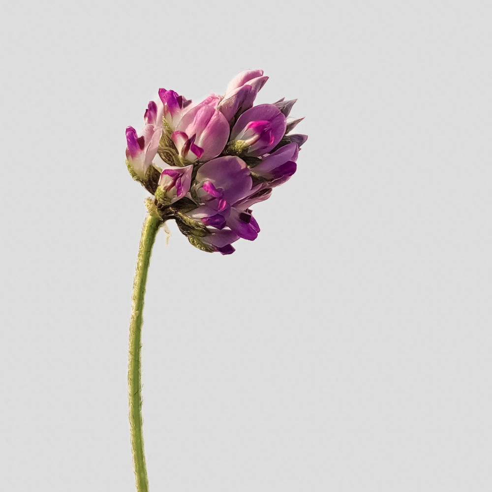 Bakuchiol (Bio-Retinol)