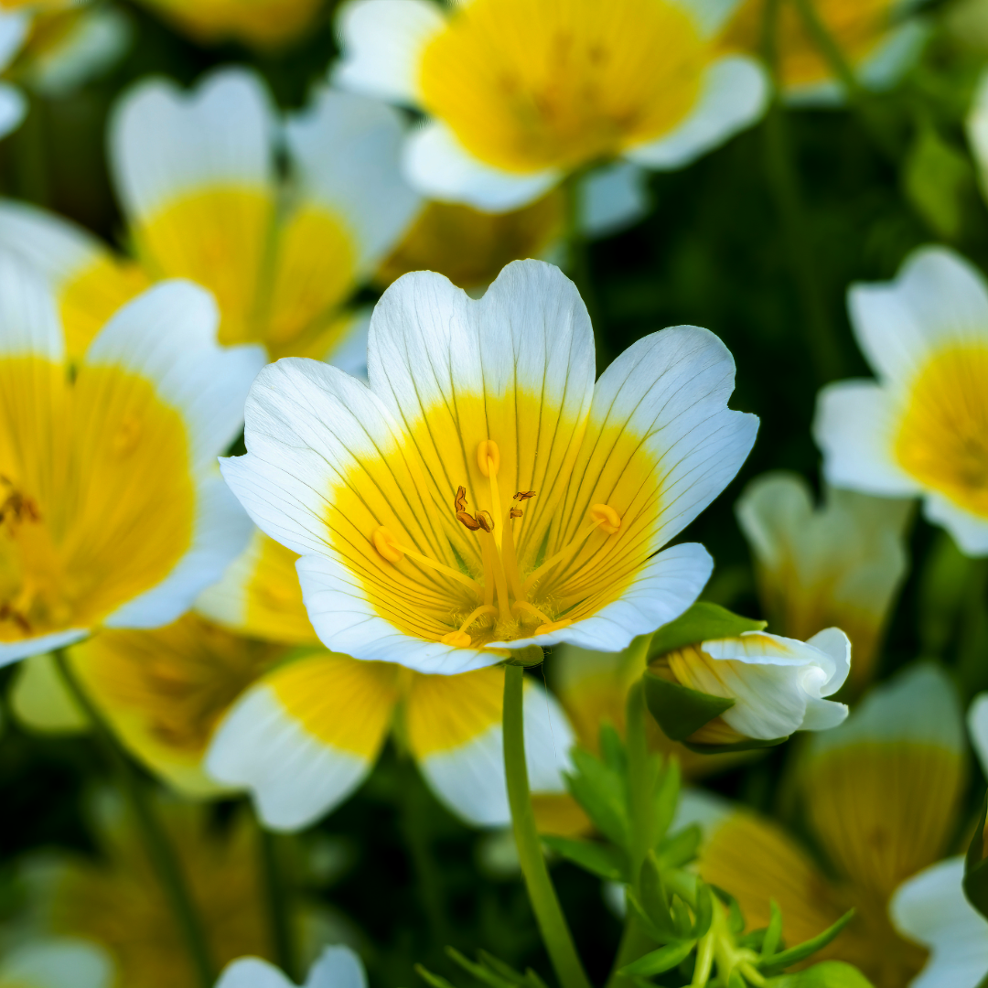 Meadowfoam Seed Oil