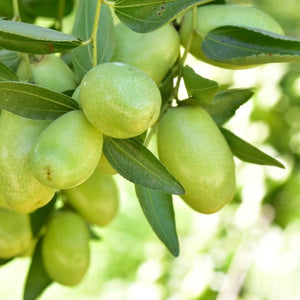 Jojoba Seed Oil