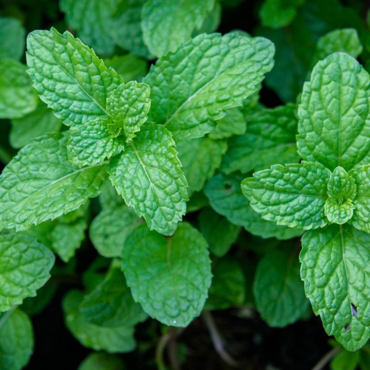 Peppermint Extract